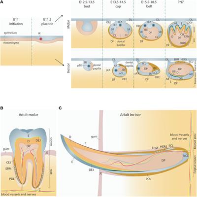 Intertwined Signaling Pathways Governing Tooth Development: A Give-and-Take Between Canonical Wnt and Shh